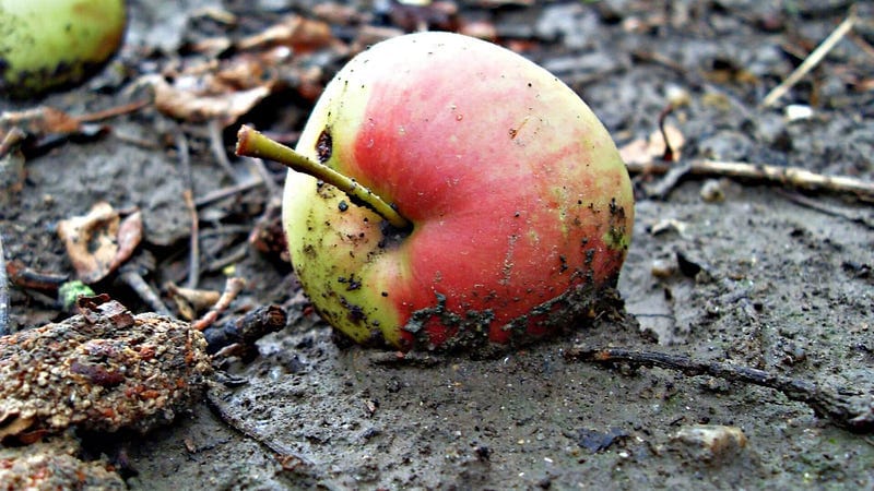 Apple in the mud Post image